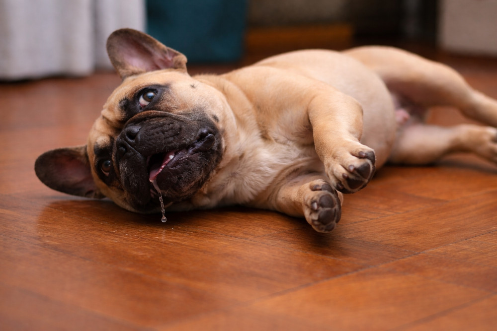 DOG POISONING IN SA